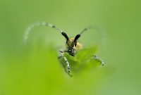 distelboktor (agapanthia villosoviridescens)